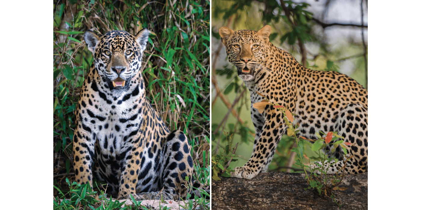 Adivine cuál es el leopardo